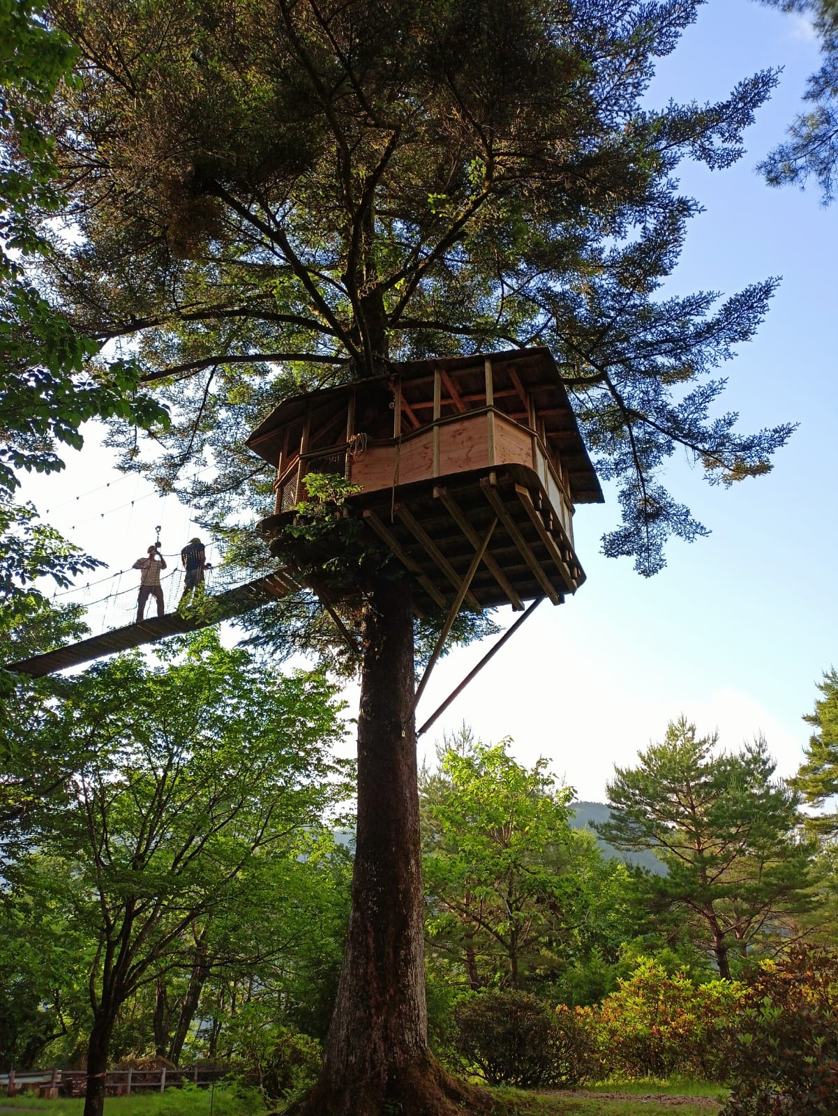 Le refuge des arbres
