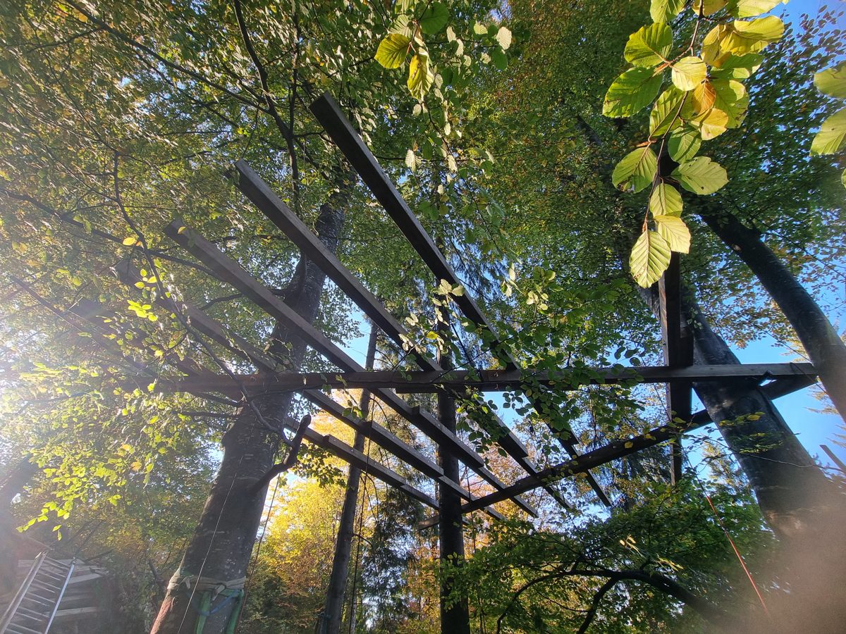 Structure en bois d’une plateforme perchée entre plusieurs arbres